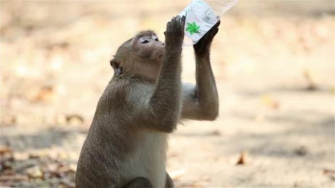 猴子从瓶子里喝水