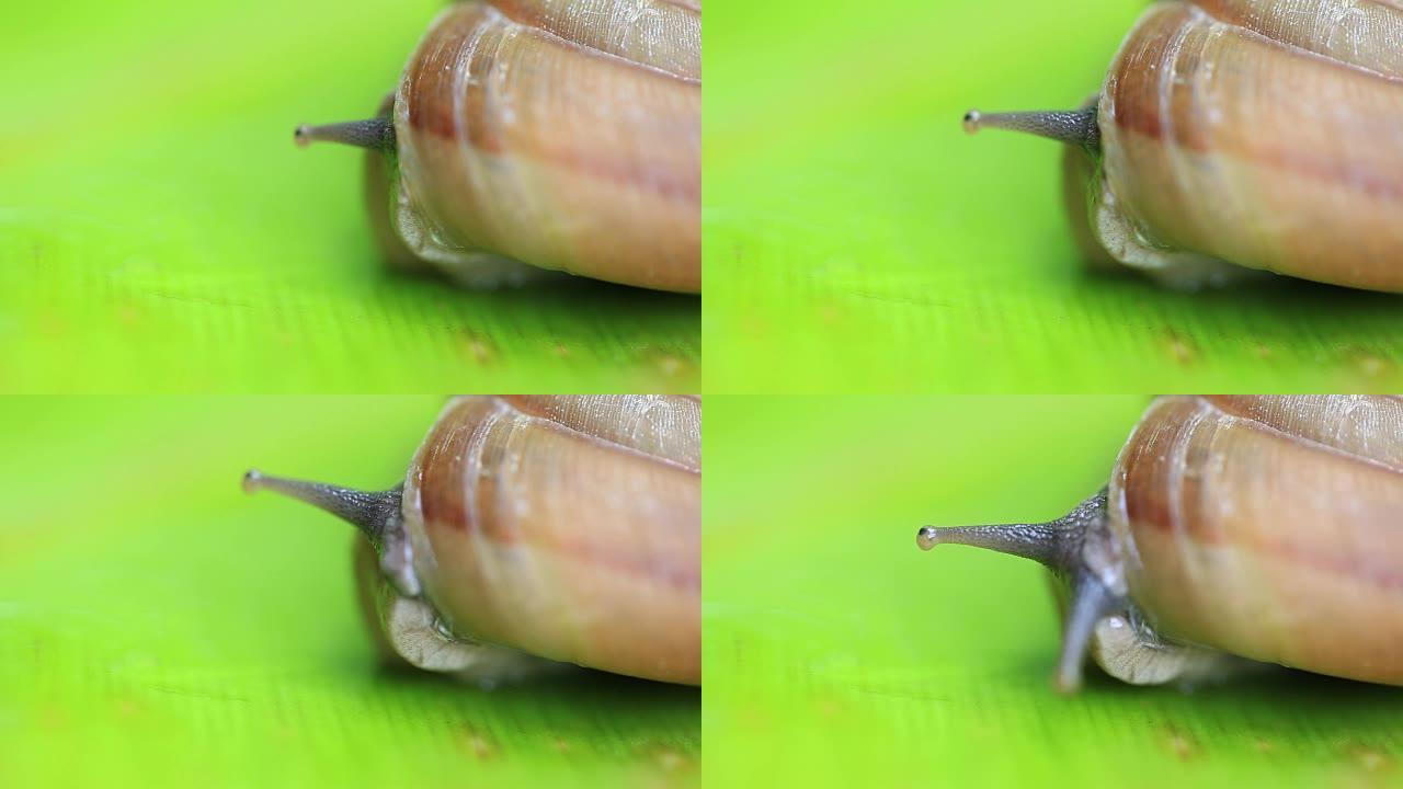叶子上的蜗牛螺