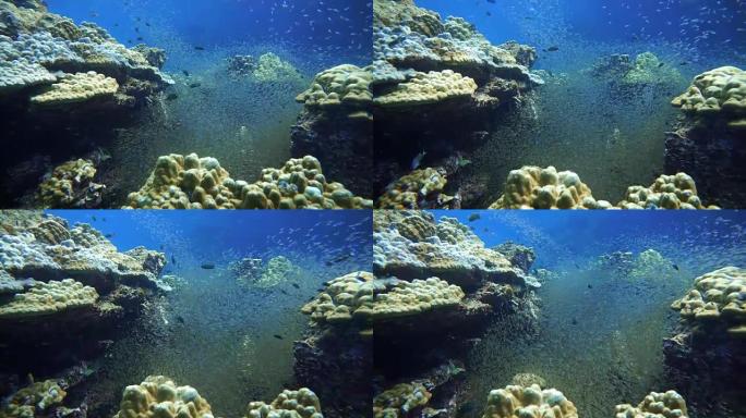 玻璃鱼又名侏儒扫地机 (Parapriacanthus ransonneti) 在珊瑚礁脆弱的生态系