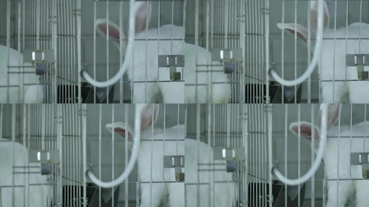实验室里兔子的笼子