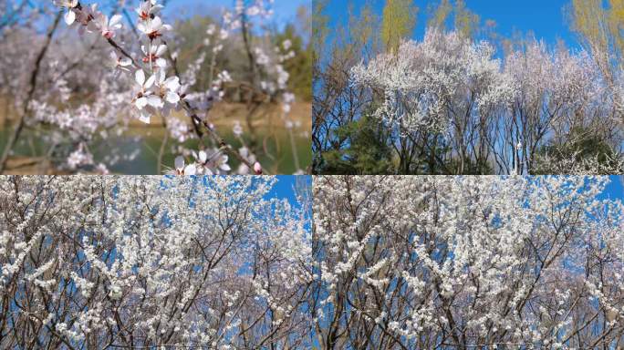 春天樱花盛开的视频素材
