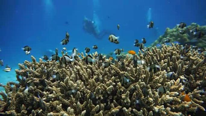 脆弱的珊瑚礁生态系统海洋环境中的印度达西卢斯 (Dascyllus carneus) 浅滩。利用珊瑚