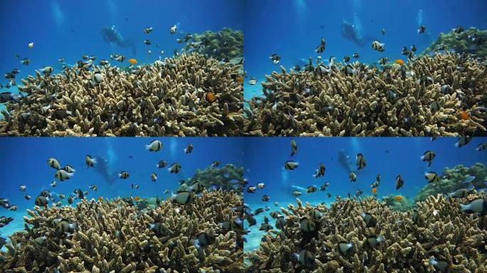 脆弱的珊瑚礁生态系统海洋环境中的印度达西卢斯 (Dascyllus carneus) 浅滩。利用珊瑚