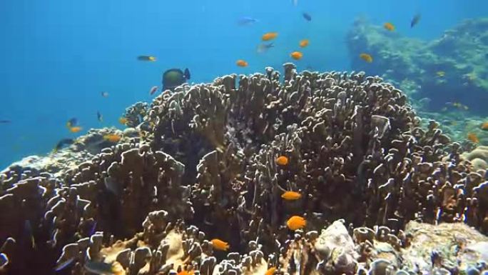 脆弱的珊瑚礁生态系统海洋环境中的雀鲷浅滩。利用珊瑚礁保护泰国安达曼海甲米岛的海岛免受捕食者的袭击。