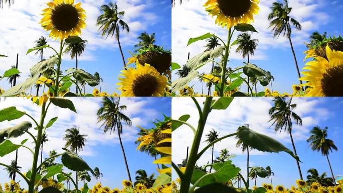 高清多莉: 季节向日葵田