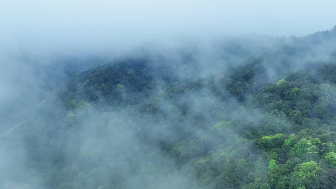 森林云雾绿色生态天然氧吧森林覆盖率