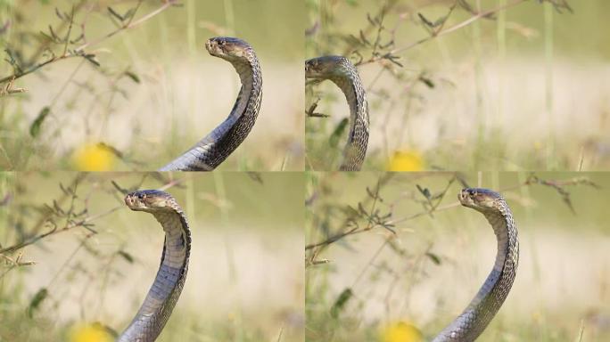 眼镜蛇的攻击姿势眼镜蛇的攻击姿势野生动物