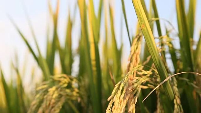 泰国稻田茉莉花米。