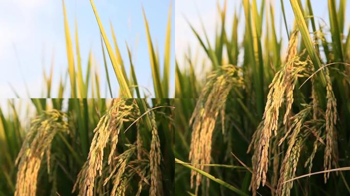 泰国稻田茉莉花米。