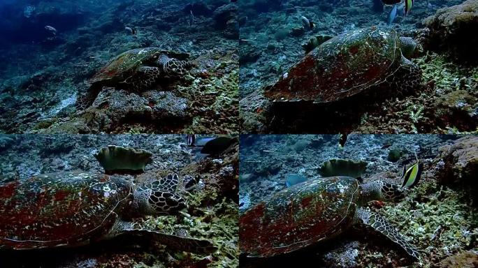 海中的海龟