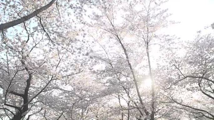 樱花盛开国家公园升格节日国外外国