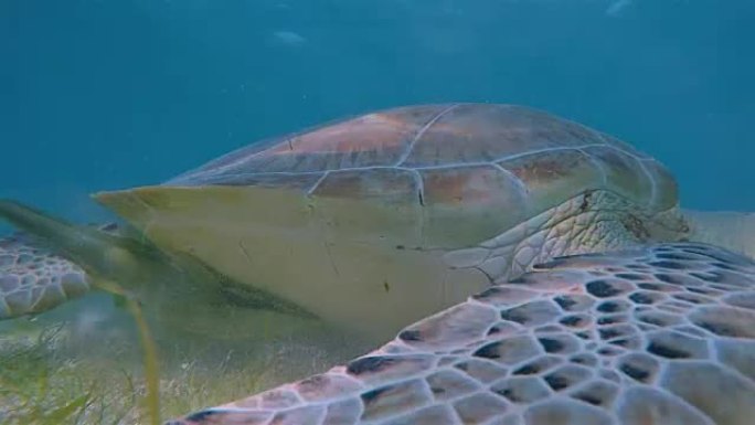 在墨西哥阿库马尔海滩的海草床上放牧的海龟