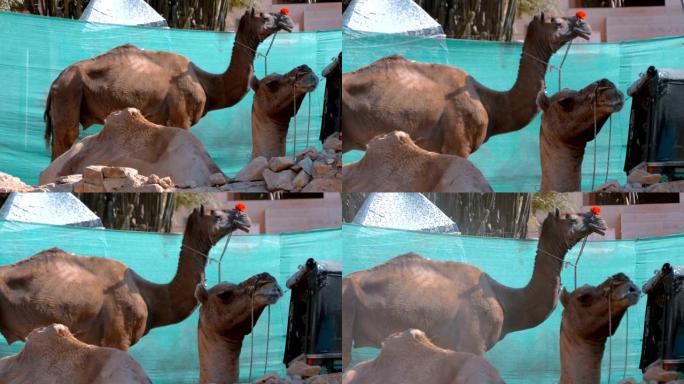 印度普什卡市一所房屋的院子里休息了两只骆驼