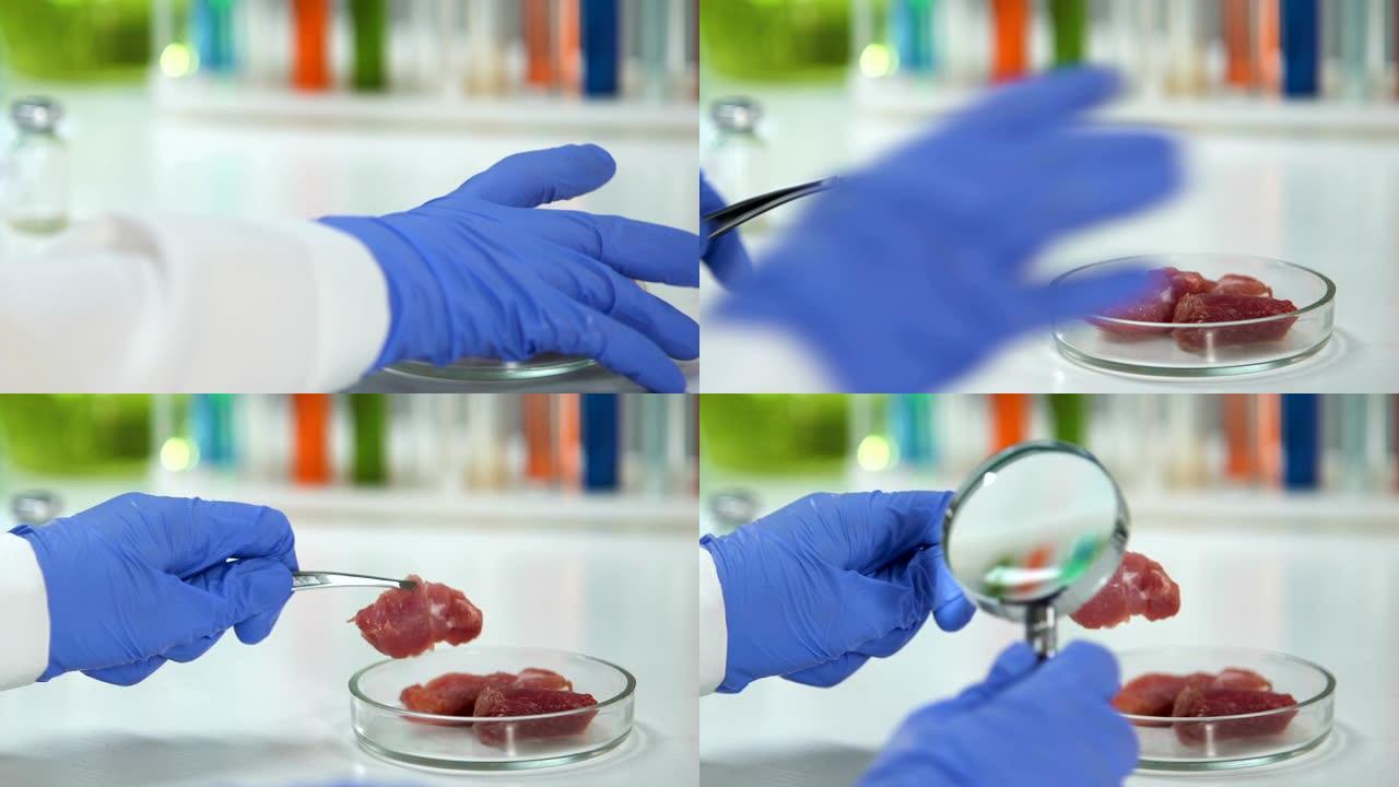 实验室研究人员用放大镜采集和分析肉类样品，出口