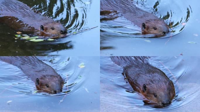 欧亚海狸 (蓖麻纤维) 或欧洲海狸是一种海狸物种，曾经在欧亚大陆广泛传播，但因其毛皮和castore