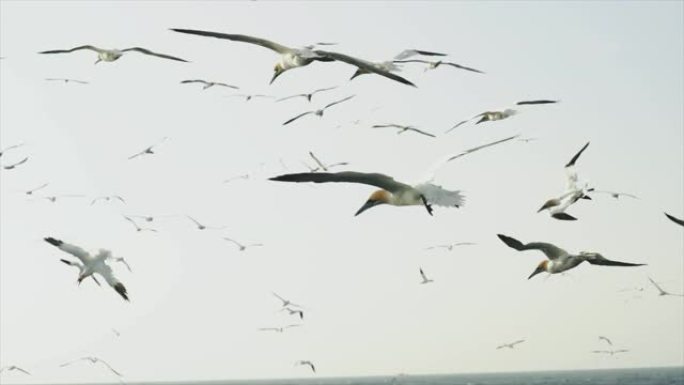 北塘鹅鸟: 自由飞翔
