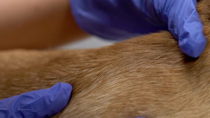 宠物专家检查狗毛搜索昆虫咬伤，皮肤科治疗