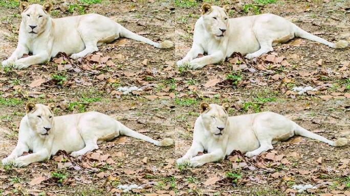 白狮。