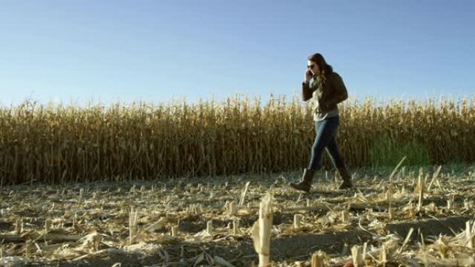 20多岁的迷人拉丁裔妇女在收割时走过玉米地，日落时在晴朗的蓝天下用手机通话