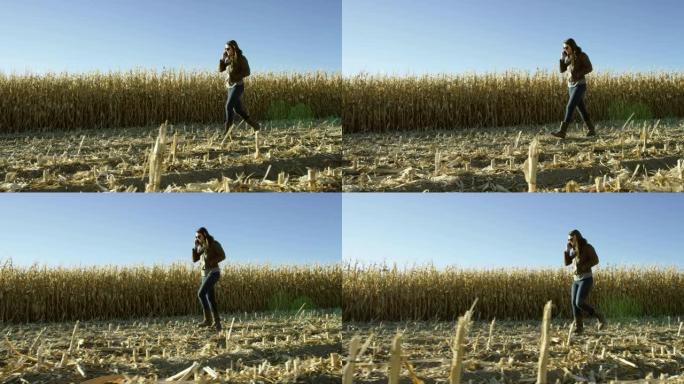 20多岁的迷人拉丁裔妇女在收割时走过玉米地，日落时在晴朗的蓝天下用手机通话