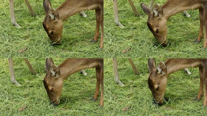 白尾鹿吃绿草。特写展示觅食