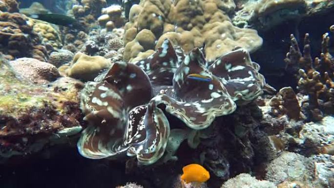 泰国甲米安达曼海高哈群岛浅层珊瑚礁上的巨蛤 (Tridacna sp)。