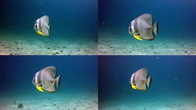 Tallfin Batfish (Platax teira) aka Longfin Spadefi