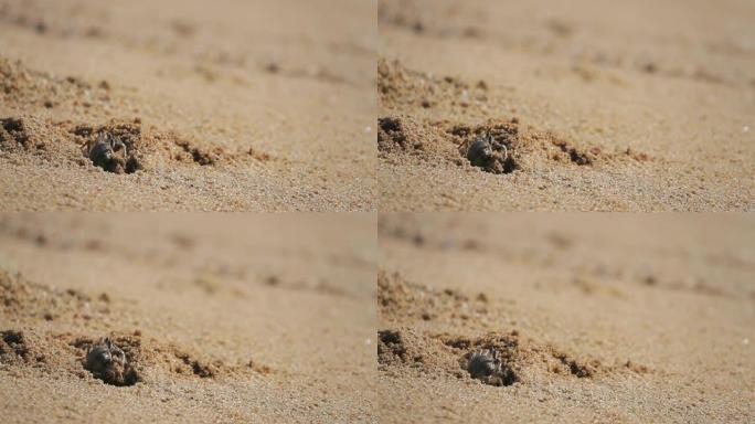 高清超慢动作: 沙滩上的螃蟹，出洞