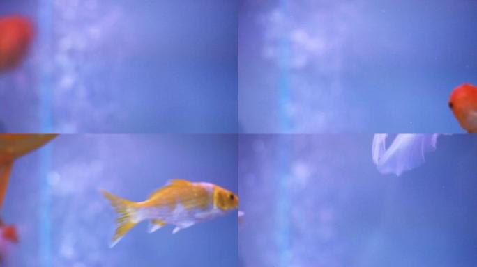 高清: 金鱼缸游来游去的鱼