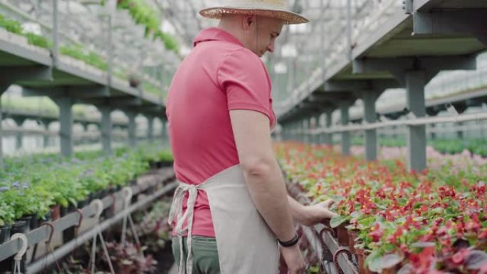 正中年男子欣赏温室红花的侧视图。自信英俊的生物学家戴着草帽检查温室植物的肖像。职业，工作，生活方式。