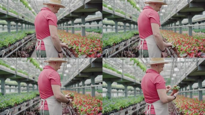 正中年男子欣赏温室红花的侧视图。自信英俊的生物学家戴着草帽检查温室植物的肖像。职业，工作，生活方式。