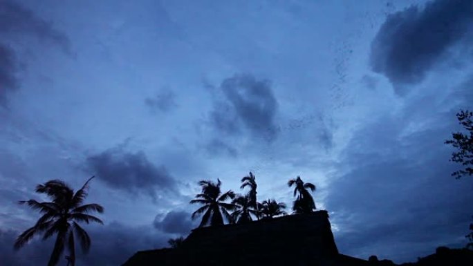 夜间从山洞飞出的蝙蝠殖民地