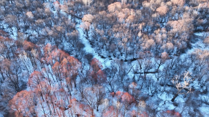 航拍早春雪原红柳林