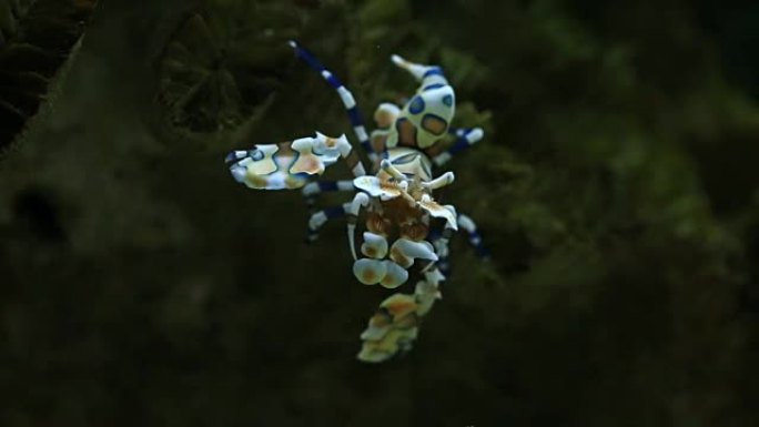 丑角虾