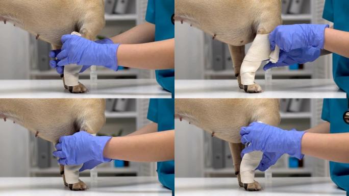 兽医用手套用弹性绷带包裹狗爪，医疗护理