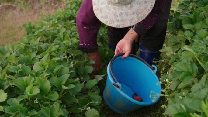 农场采摘草莓的女农民