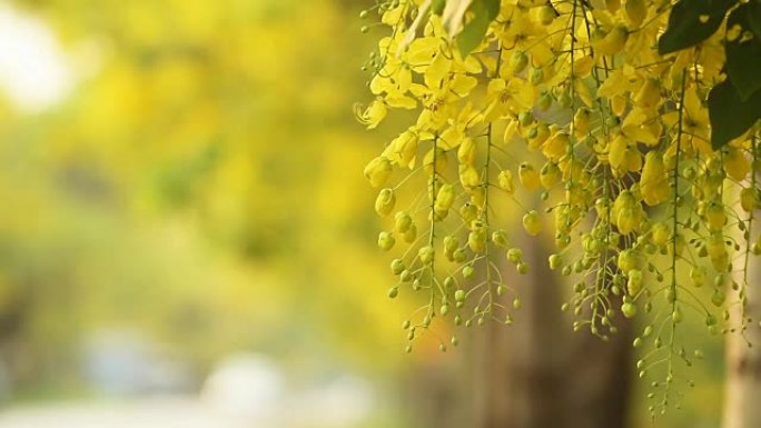 风中的金雨花 (决明子瘘管花)