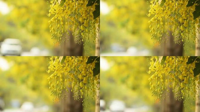 风中的金雨花 (决明子瘘管花)