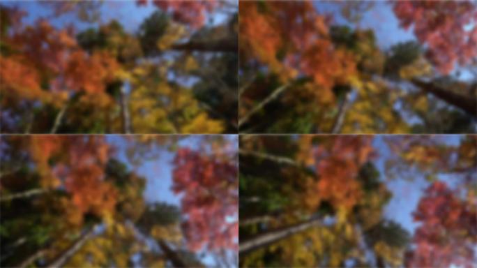摘要模糊: 秋天的红叶背景名古屋可兰溪森林公园