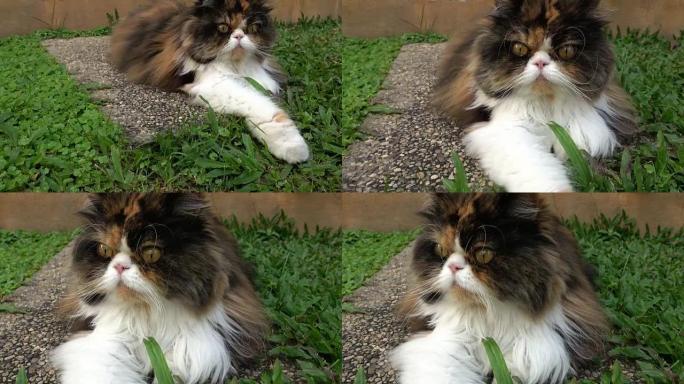 波斯猫躺在草地上，多莉射击4k