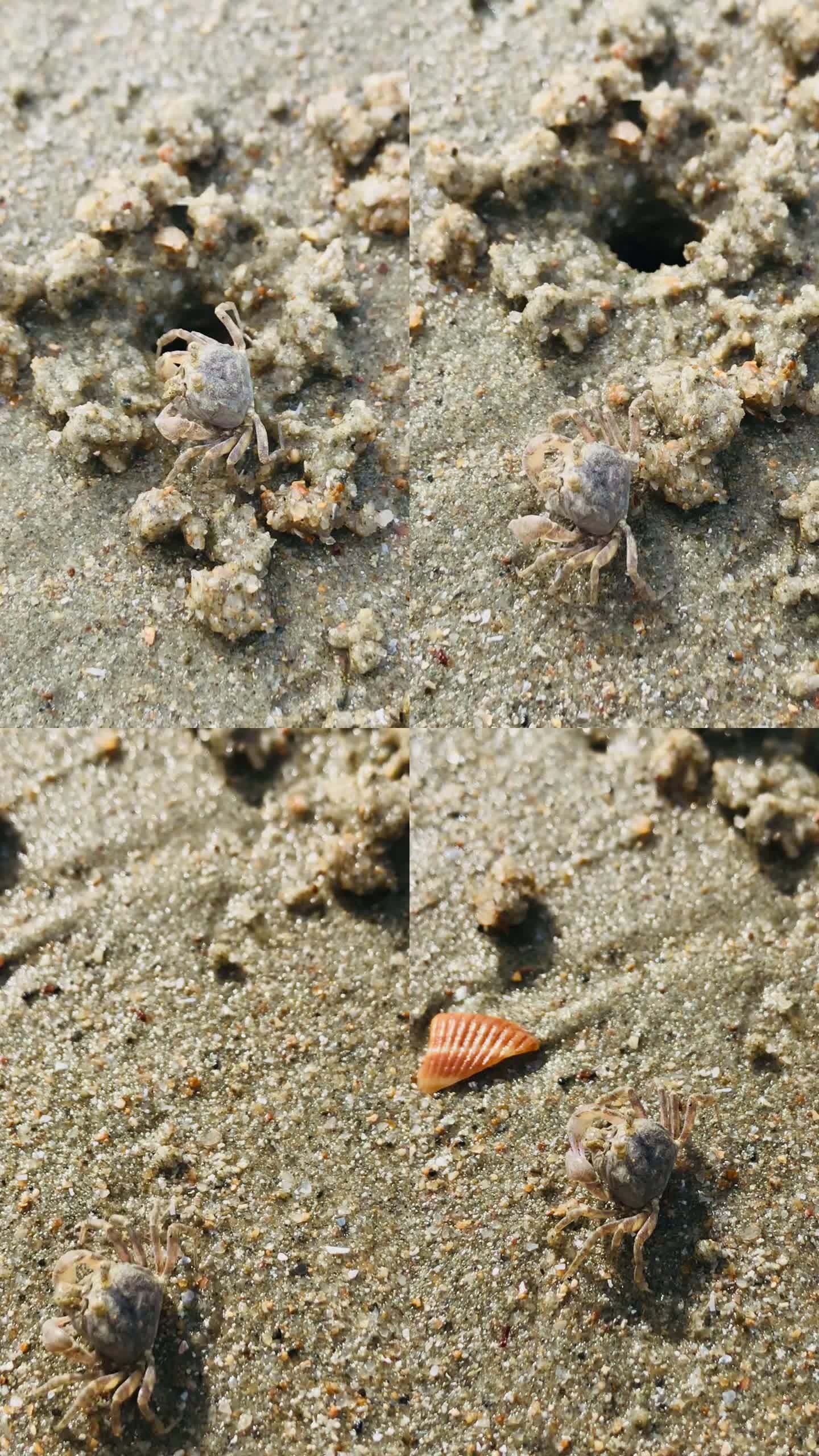 海滩上的小螃蟹