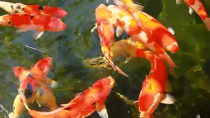 鲤鱼锦鲤鱼在池塘里游泳
