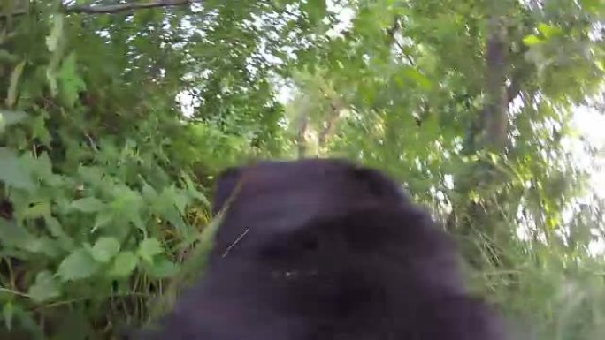 POV狗在灌木丛中奔跑