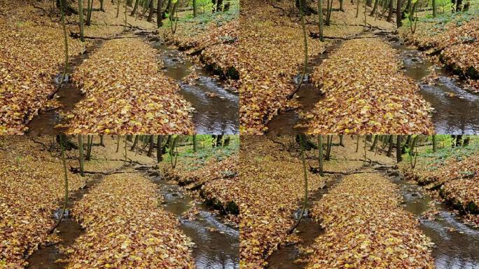 落叶林中的秋溪和落叶