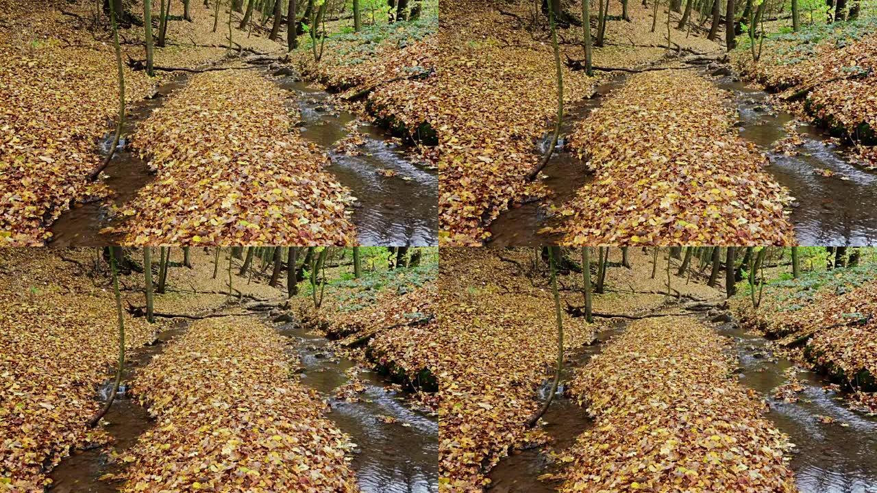 落叶林中的秋溪和落叶