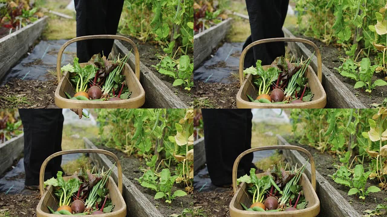 园丁将豌豆荚放入篮子