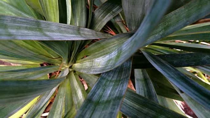 丝兰仙人掌植物特写变焦。