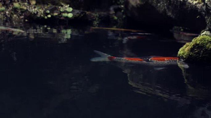 筑波花园锦鲤池塘慢动作4K