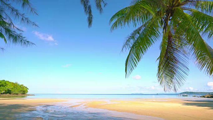 海滩上的棕榈树慢镜头空镜沙滩