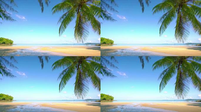 海滩上的棕榈树慢镜头空镜沙滩